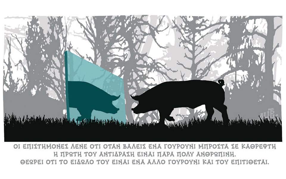 Γουρούνι μπροστά σε Καθρέφτη