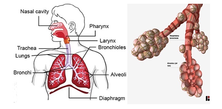 respiratory