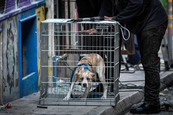 Κακούργημα ο βασανισμός και η θανάτωση των ζώων