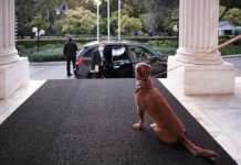 Το Μέγαρο Μαξίμου υιοθέτησε για πρώτη φορά αδέσποτο σκύλο