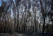 Αποζημιώσεις πυρόπληκτων: Καταβλήθηκαν πάνω από 3,7 εκατ. σε 528 δικαιούχους