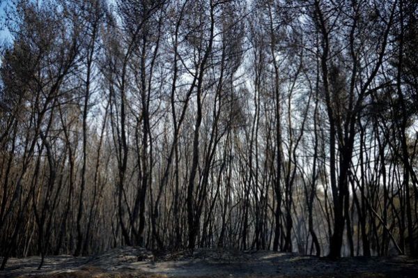 Αποζημιώσεις πυρόπληκτων: Καταβλήθηκαν πάνω από 3,7 εκατ. σε 528 δικαιούχους