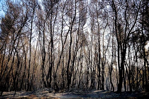 Süddeutsche Zeitung: «Η Εύβοια ως παράδειγμα της κλιματικής αλλαγής»