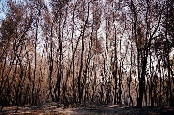 «Πλάτσικο» με τις αποζημιώσεις: 500 αιτήσεις «πυρόπληκτων» για 6 κτήρια!